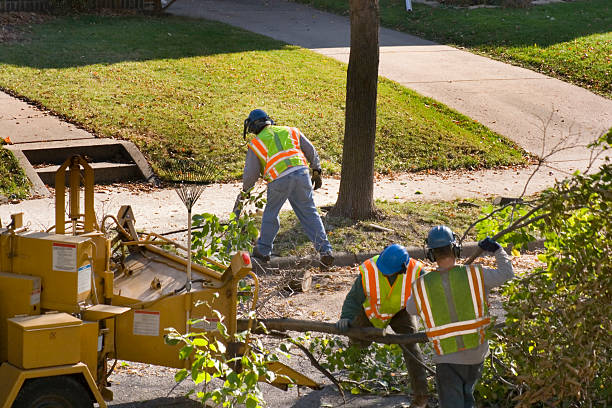 Best Leaf Removal  in Gate City, VA